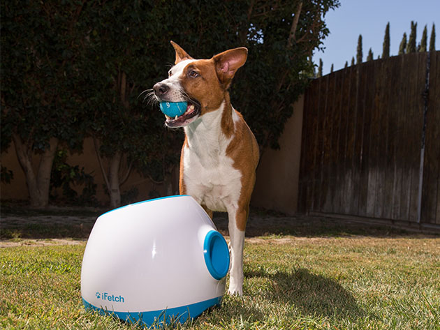 Ifetch Too Automatic Ball Launcher For