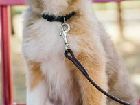 Dog Training: Leash Training: Simple Dog Training Methods - Product Image