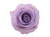 Chounette Preserved Roses Combo Set (Lavender Roses/White Boxes)