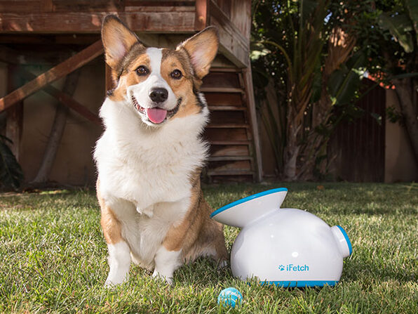 best automatic ball launcher for dogs