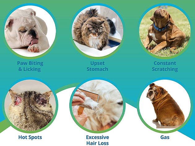 5Strands Pet Food Intolerance Test Click2Houston