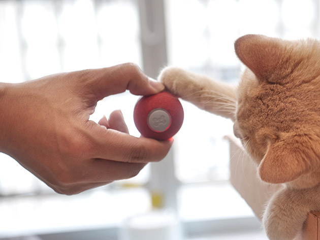 This Interactive, Self-Rolling Toy is the Perfect Companion for Your Cat