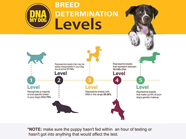 how to test what breed my dog is