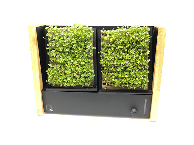 EcoQube Frame With 1 Broccoli + 2 Arugula Seed Packs