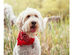 4 Pcs Plain Cotton Pets Dogs Bandana Triangle Shape  - Large & Washable - Red