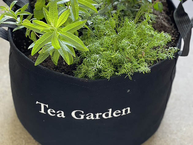 Outdoor Container Garden Kits with Tools (Tea Herb)