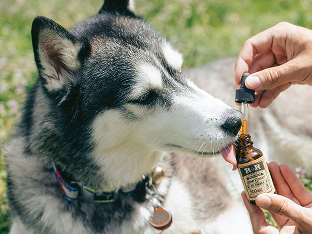 Natural Remedies for Health & Dog Training