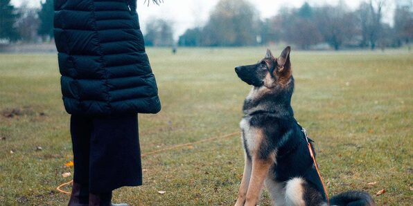 Running a Dog Training Business - Product Image