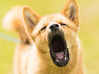 Dog Training: Stop Dog Barking: Easy Dog Training - Product Image
