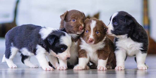 Puppies: A-Z Guide To Puppy & Dog Training - Product Image