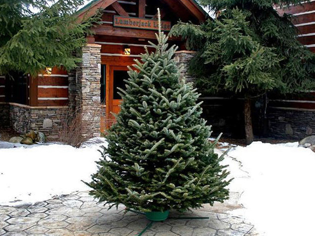 Fraser Fir Christmas Tree (6'-7')