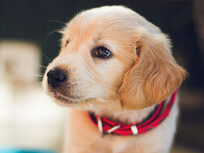 Puppies: A-Z Guide to Puppy & Dog Training - Product Image