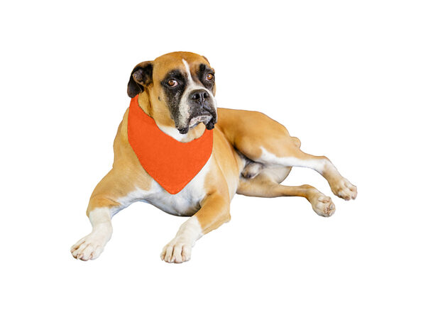 neckerchief bibs