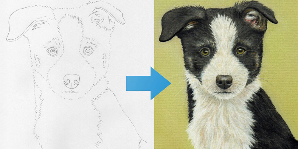 Draw a Border Collie Puppy Using Pastel Pencils