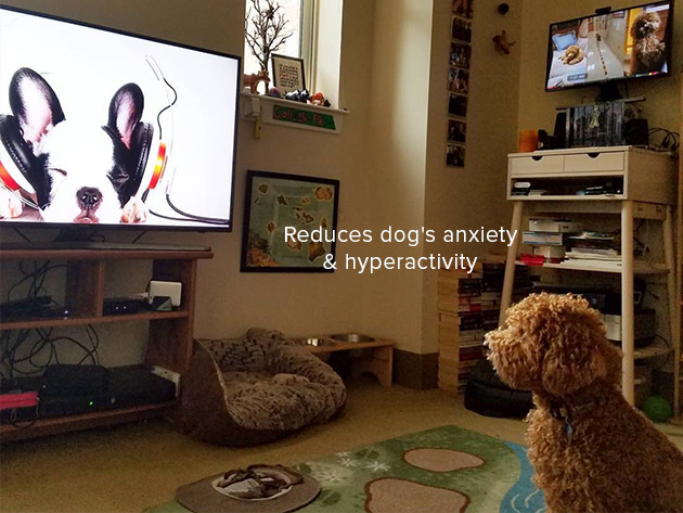 Relax My Dog Video Streaming: 2-Yr Subscription