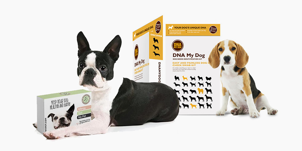 Allergy Test My Pet®: Fast, easy and completely painless.