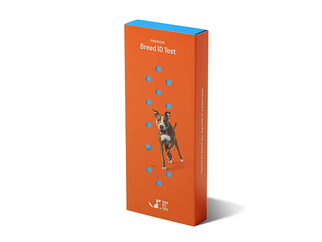 DNA My Dog Premium Breed ID Test