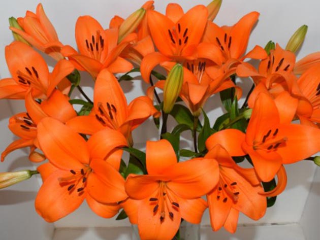 Mother's Day Special: Get 12 to 14 Mixed Daylilies for $44.99 Shipped!