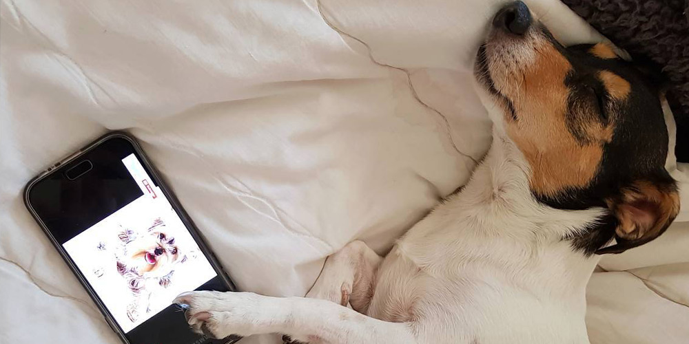 Relax my dog ​​streaming video