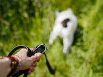 Leash Training: Stop Pulling on the Leash - Product Image