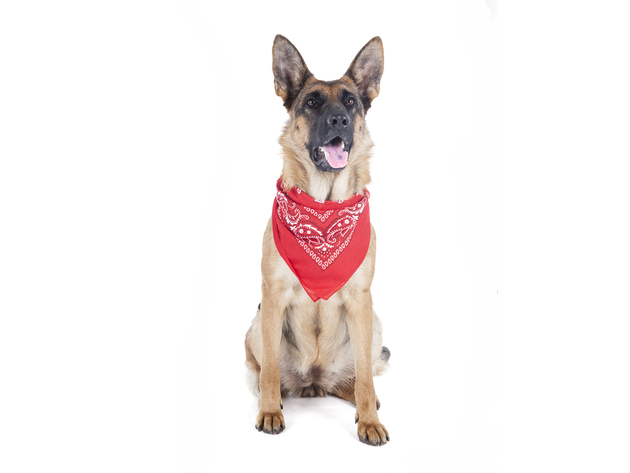 Balec Paisley Polyester Pets 6 Pack Dogs Bandana Triangle Shape  - Oversized - Mix Colors