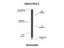 Tinymoose Pencil Pro 2 Stylus for iPad (Black)