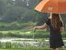The Golf Umbrella 62" (Orange)