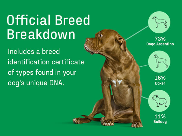 DNA My Dog Essential Breed ID Test