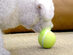 Wicked Ball: Interactive Dog Toy (Green)