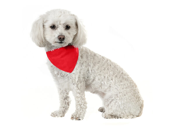 Mechaly Solid Cotton Dog Bandana Triangle Bibs - Small and Medium Pets - Yellow