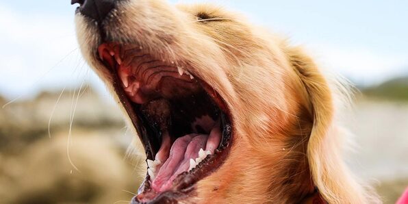 Dog Training Course: Stop Dog Barking - Product Image
