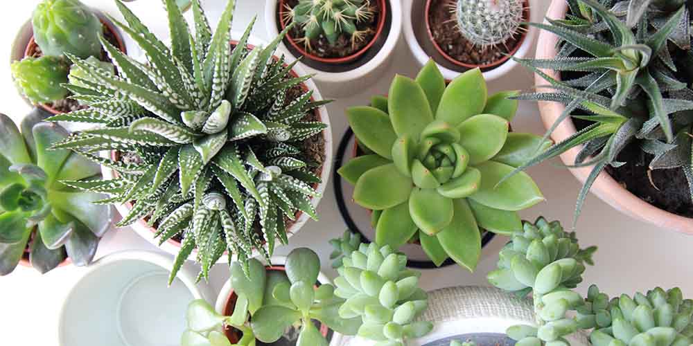 Gardening for Beginners Plus House Plants, Succulents, & Herbs