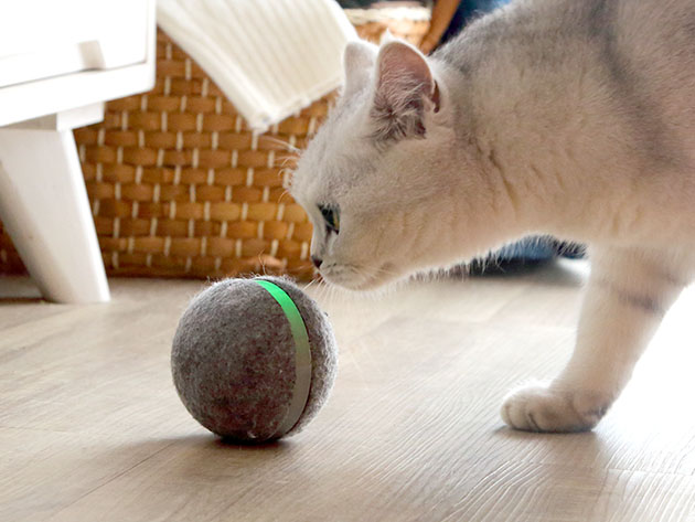 cat wicked ball