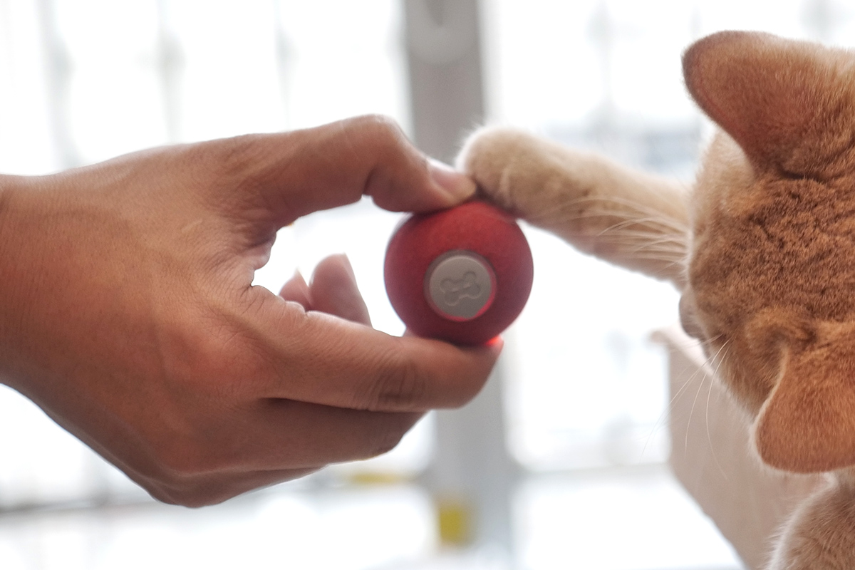 7 smart toys, tools, and accessories your four-legged friend will love