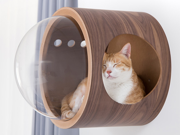 Give Your Cat a Cozy Place to Cuddle with This Wall-Mounted Cat Bed Featuring a Round Shape, Large Space, & An Acrylic Dome