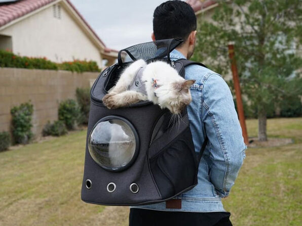 "The Fat Cat" Cat Backpack StackSocial