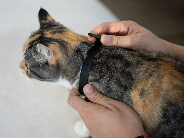 KiTiDOT: The Amusing Cat Collar Toy
