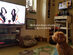 Relax My Dog Video Streaming: 5-Yr Subscription