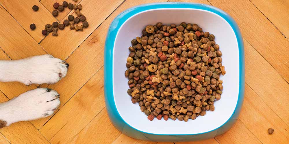Dog Training Course: BARF - Feed Your Dog A Raw Diet