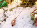 14K Gold Plated Dangling Jingle Bells Necklace with Red Swarovski Crystal (Rose Gold)