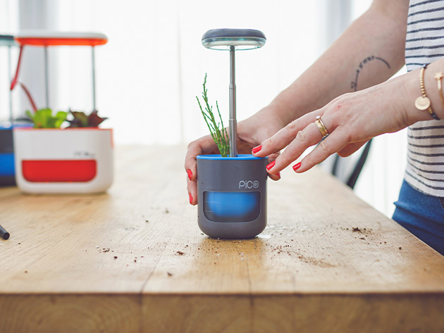 PICO Planter Herb Garden (Blue Stone)