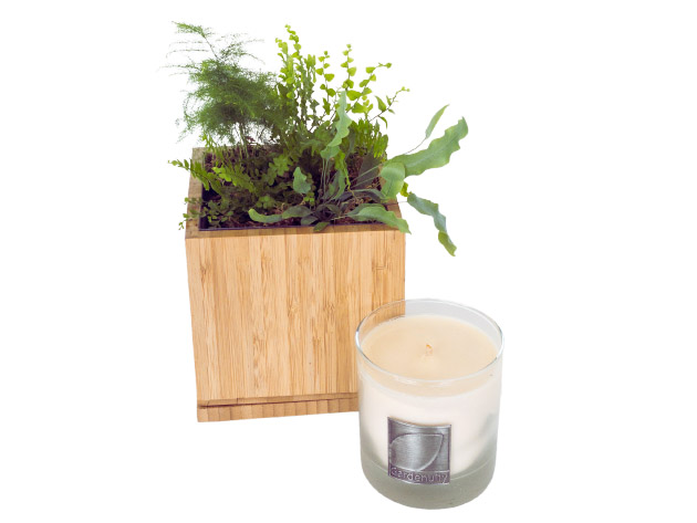 Desktop Garden in Bamboo Planter with Soy Candle (Fern)