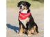 10 Pack Mechaly Dog Bandana Neck Scarf Paisley Polyester Bandanas - Any Pets - Mixed Colors