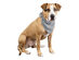 3 Pcs Plain Cotton Pets Dogs Bandana Triangle Shape  - Large & Washable - Grey