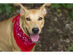 Mechaly Paisley Cotton Dog Scarf Triangle Bibs  - XL & Washable - Grey