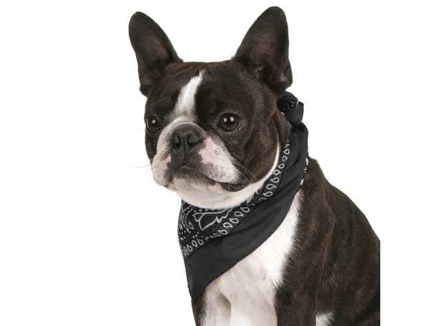 Pack of 8 Paisley Cotton Dog Bandana Triangle Shape  - One Size Fits Most - Black