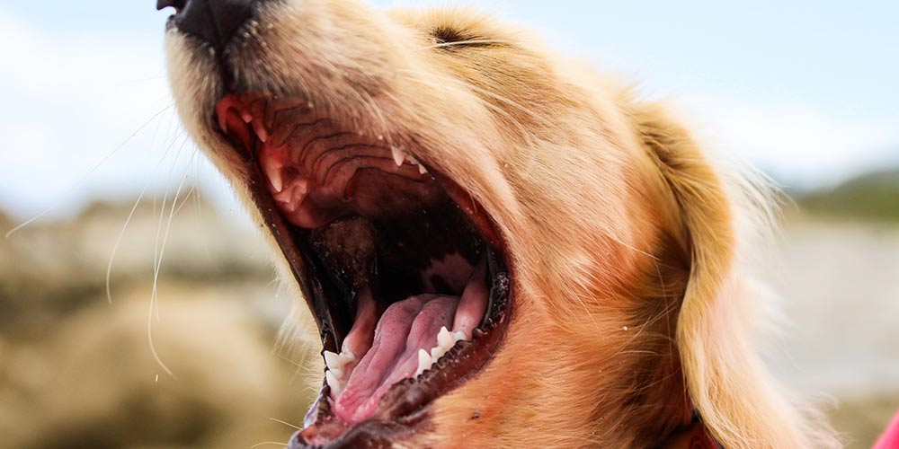 Dog Training Course: Stop Dog Barking