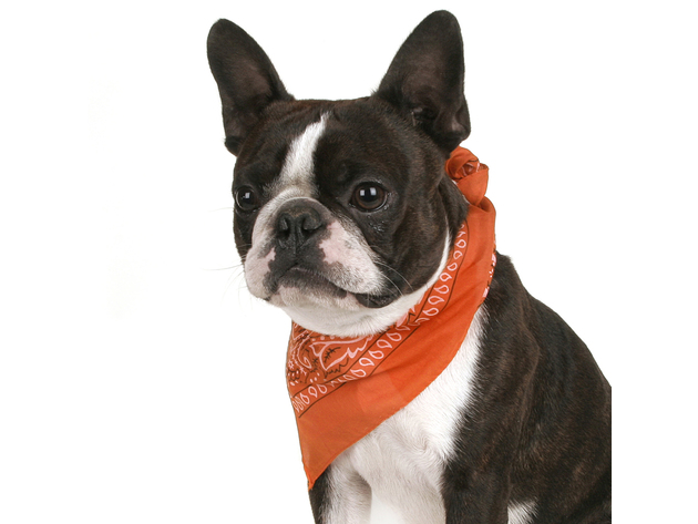 Mechaly Pack of 8 Paisley Cotton Dog Bandana Triangle Shape  - Fits Most Pets - Green