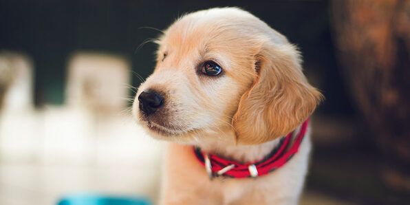 Puppies: A-Z Guide to Puppy & Dog Training - Product Image
