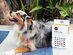 DNA My Dog Breed Identification Test + $20 Store Credit